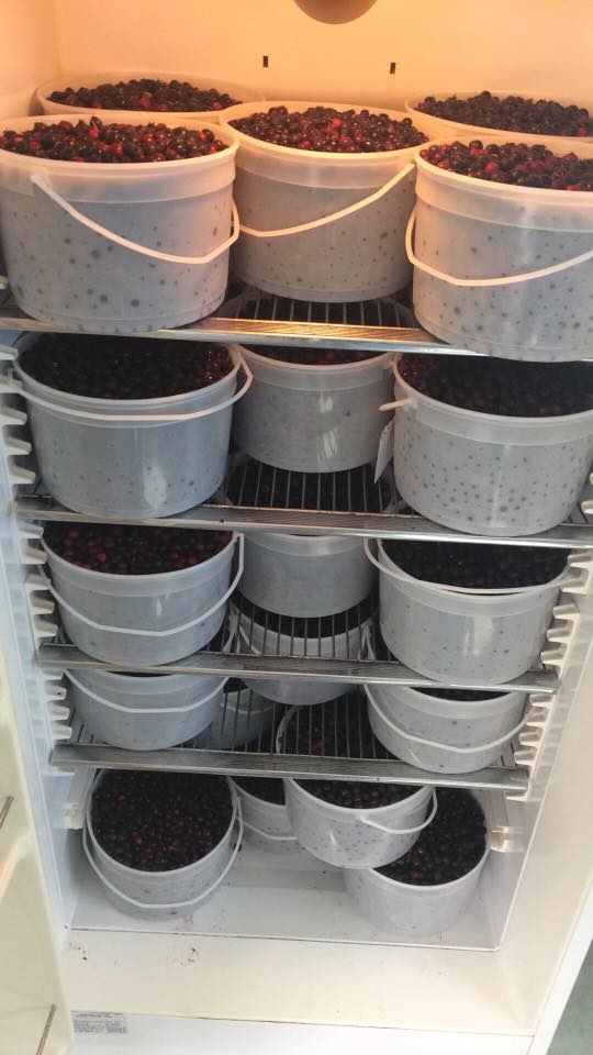 Kasa Farms Saskatoons | RR 1 43449, AB-56, Edberg, AB T0B 1J0, Canada | Phone: (780) 781-8677