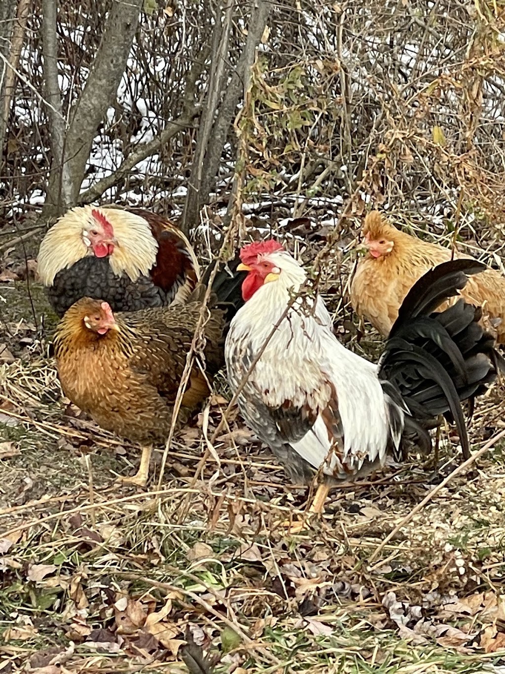 Jumbo Coturnix Quail - Nicks Chicks (By appointment) | 2687 ON-12, Brechin, ON L0K 1B0, Canada | Phone: (416) 937-7171