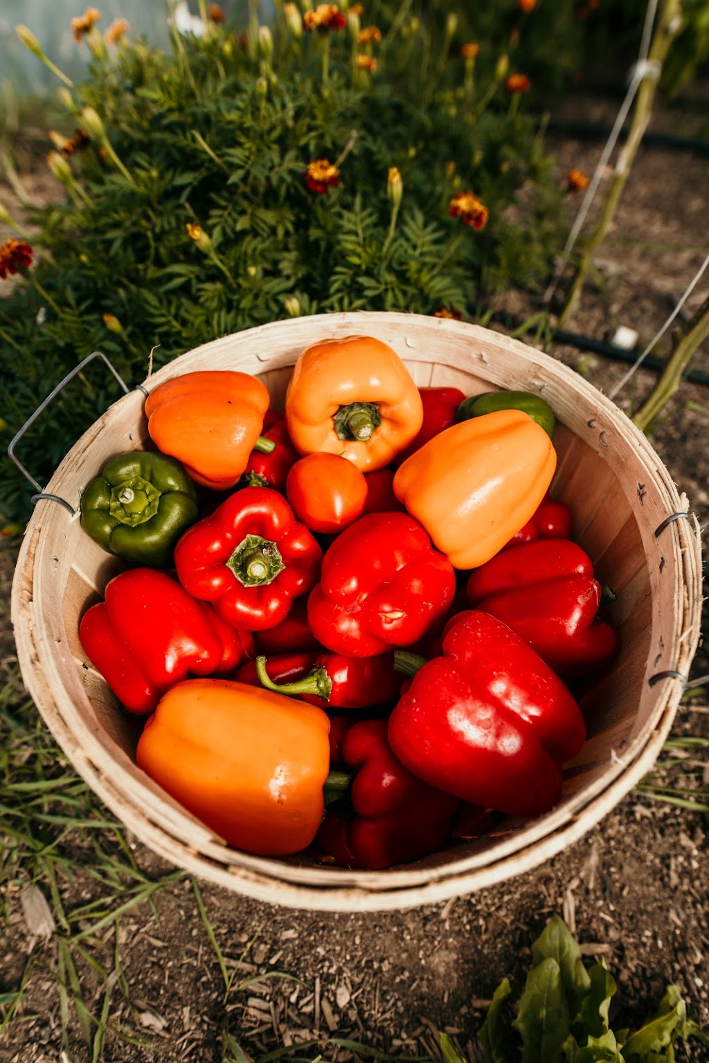 Mingle Hill Farms | 2625 Mountain Rd, Saint Anns, ON L0R 1Y0, Canada | Phone: (905) 745-4254