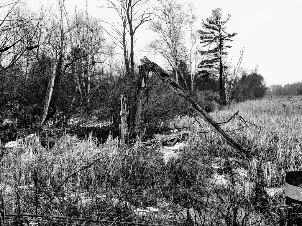 Thickson Woods | Waterfront Trail, Whitby, ON L1N 9Z7, Canada
