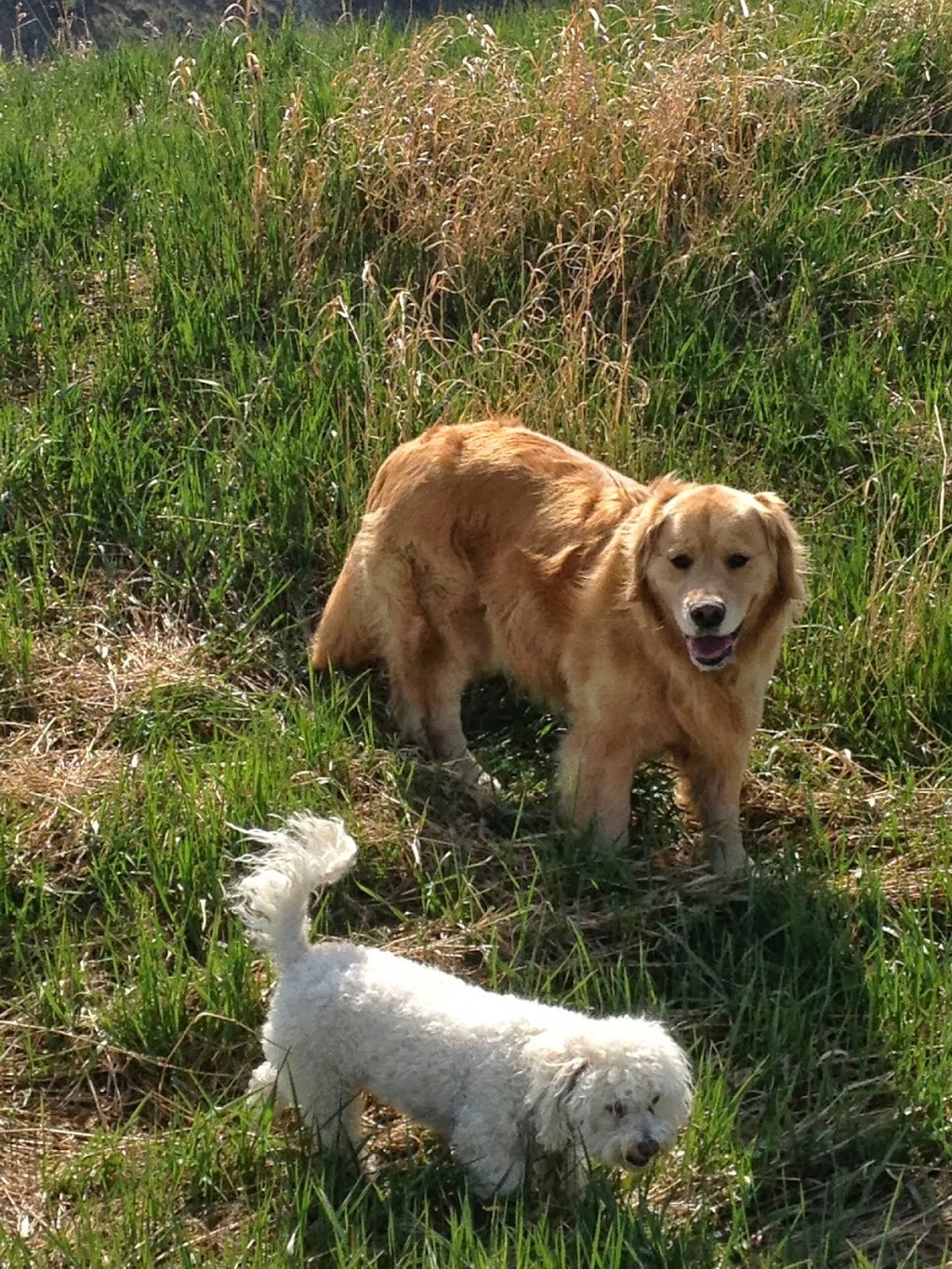 Nadines Personal Pet Care | 107 Glenhill Dr, Cochrane, AB T4C 1H2, Canada | Phone: (403) 617-9923