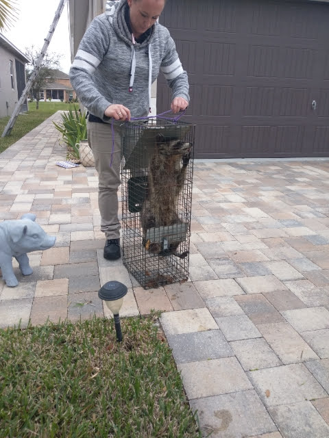 24/7 Wildlife Removal Toronto | 46 Rivercove Dr, Toronto, ON M9B 4Y9, Canada | Phone: (647) 362-9180