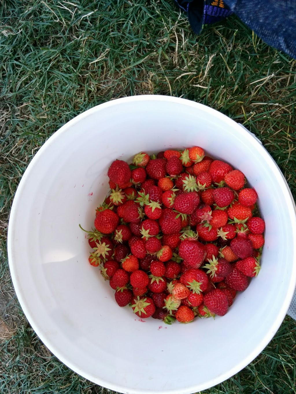 Barbies Berries Seasonal Berry Stand | 7720, 7655 Melody Ln, Ferndale, WA 98248, USA | Phone: (360) 384-1260