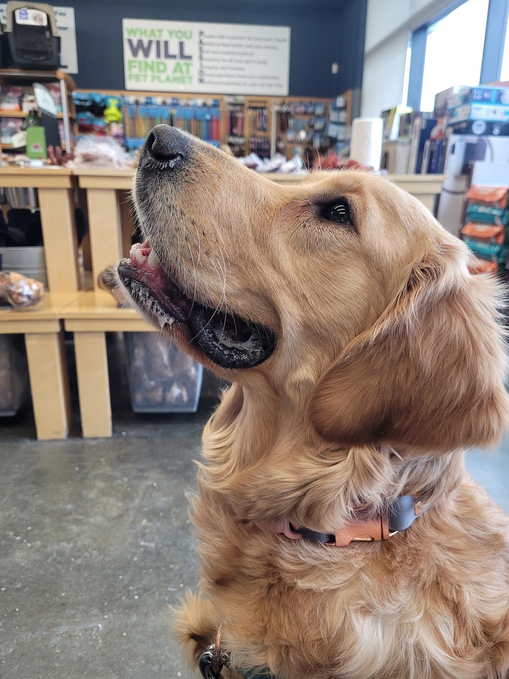 Pet Planet Currents of Windermere | 5148 Windermere Blvd, Edmonton, AB T6W 0L9, Canada | Phone: (780) 433-1266