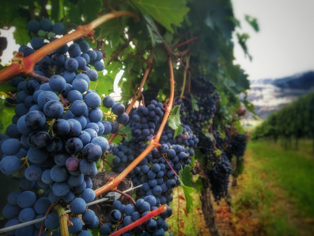 Desert Hills Estate Winery | 4078 Black Sage Rd, Oliver, BC V0H 1T0, Canada | Phone: (250) 498-6664