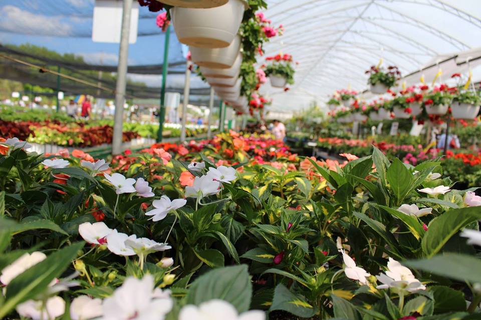 J.A. Laporte Flowers & Nursery | 455 Famille-Laporte Ave, Orléans, ON K4A 0Y7, Canada | Phone: (613) 833-2316