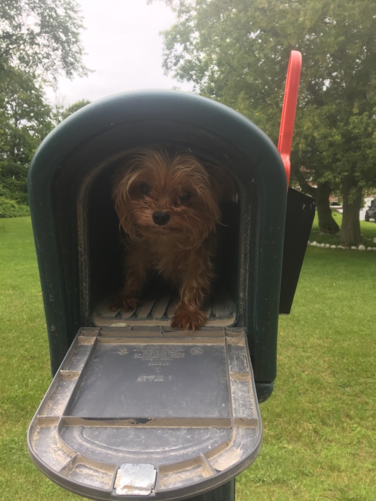 Paulmacs Pets | 25 Doxsee Ave S Unit #3, Campbellford, ON K0L 1L0, Canada | Phone: (705) 653-5412