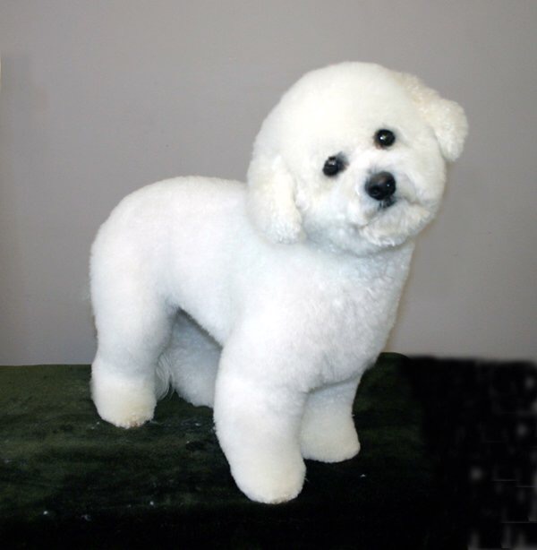 Sassytails Dog Grooming | 98 Ebury Crescent, London, ON N6C 3E2, Canada | Phone: (416) 414-6014