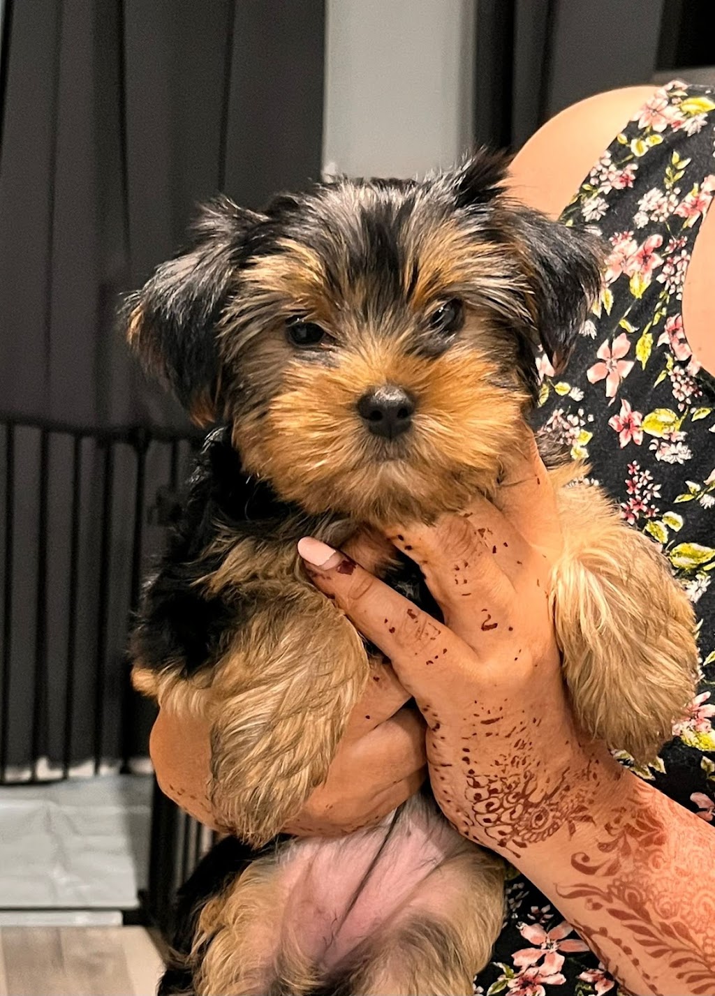 Cute Little Paws | 16 St Louis Rd, Winnipeg, MB R2M 3J5, Canada | Phone: (403) 918-8461