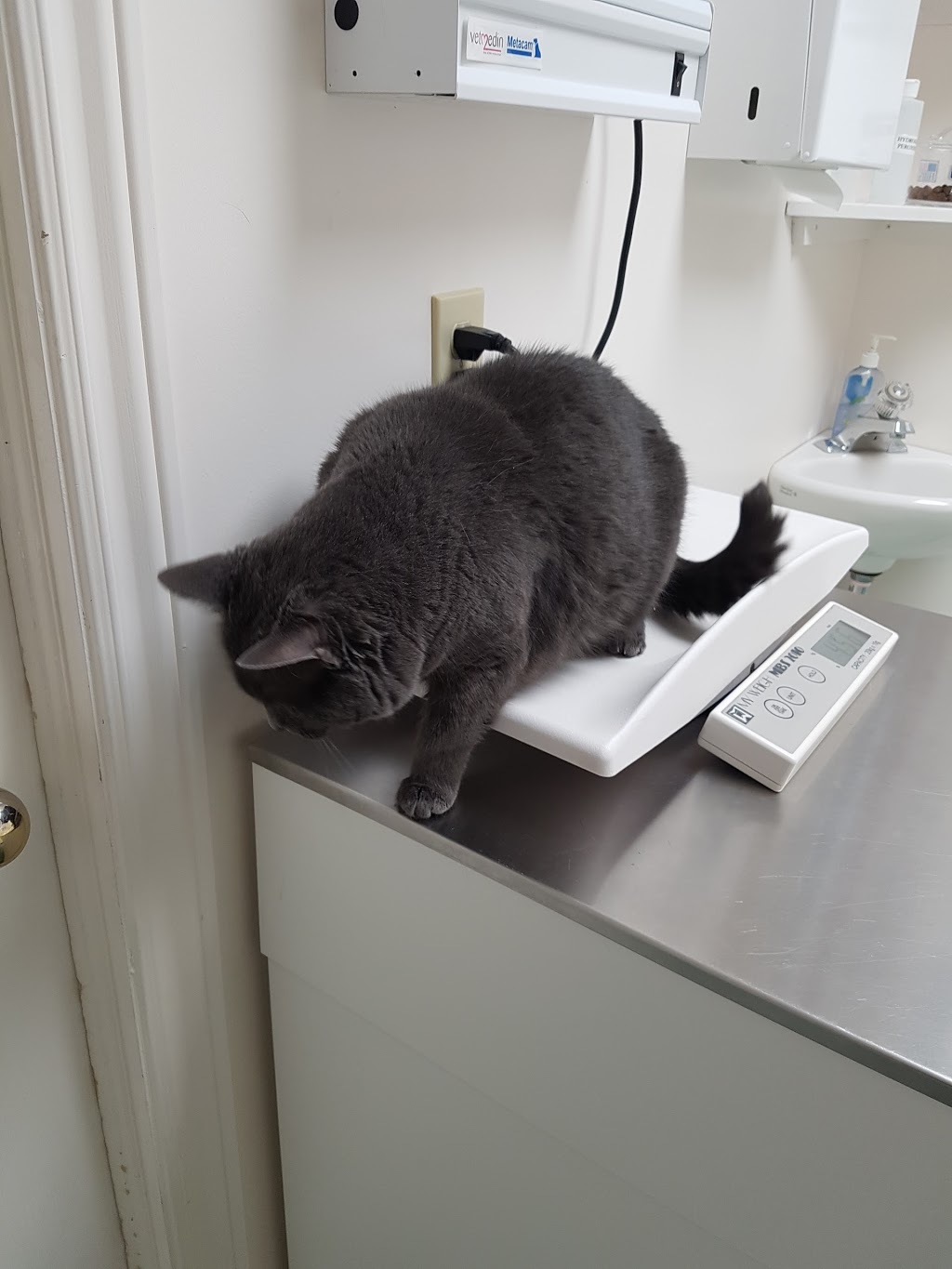 Hawkins Animal Hospital | 550 Ontario St S, Milton, ON L9T 5E4, Canada | Phone: (905) 875-6888