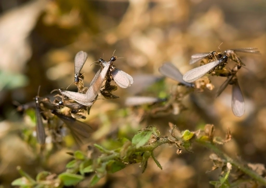 Kendel Pest Services | 7862 Eagle Dr, Halfmoon Bay, BC V7Z 1A3, Canada | Phone: (604) 885-3375