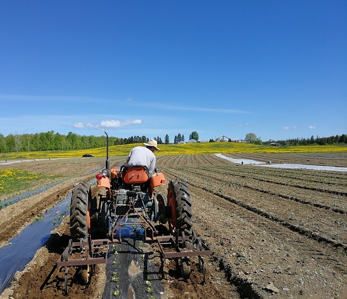 Ferme Côté Jardin | 273 Chem. Beaver Ridge, Cookshire-Eaton, QC J0B 1M0, Canada | Phone: (819) 875-1606