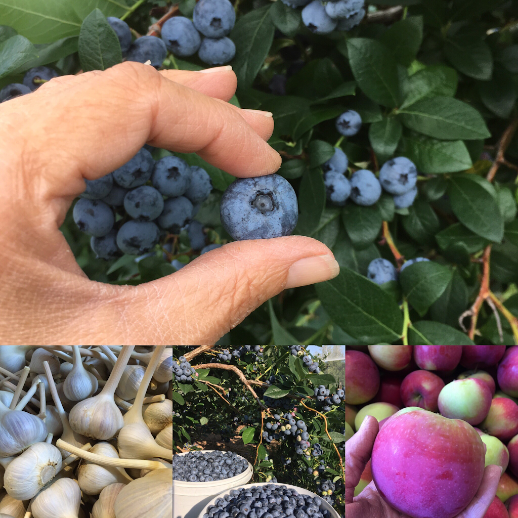 Autocueillette, Bleuetière et verger, La Fruiteraie des Gadbois. | 501 Rue Principale, Rougemont, QC J0L 1M0, Canada | Phone: (450) 469-3842
