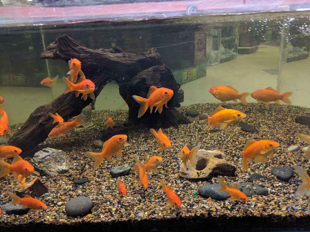 Petland | 24-1910 Pembina Hwy, Winnipeg, MB R3T 4S5, Canada | Phone: (204) 989-7616