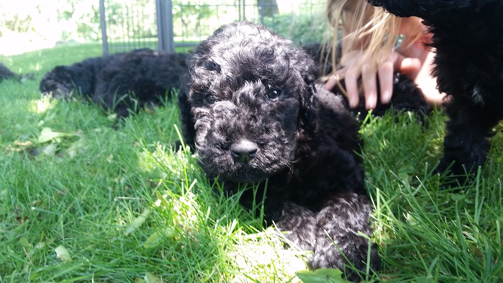 Willow Creek Water Dogs | Elmira, ON N3B, Canada | Phone: (519) 827-0950