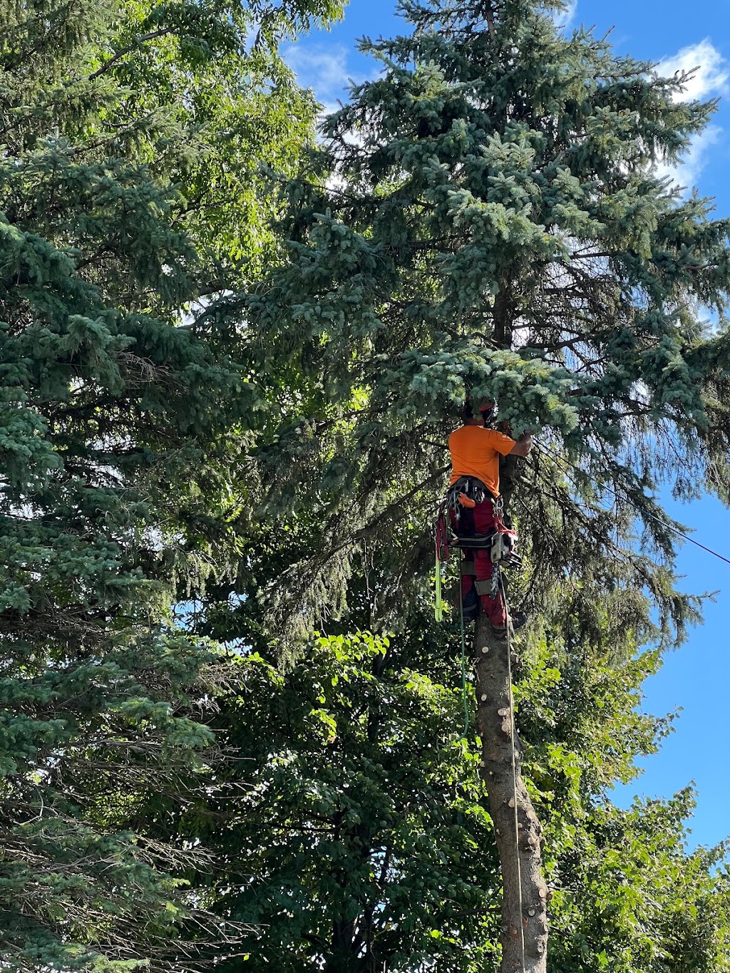 GreenCare Tree Services | 808 Courtland Ave E, Kitchener, ON N2C 1K3, Canada | Phone: (519) 329-0938