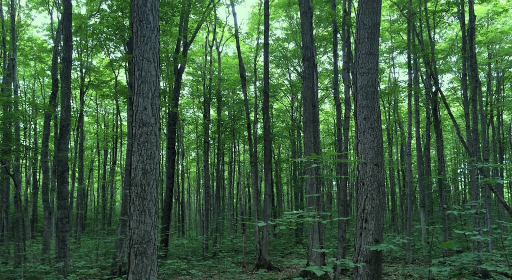 Lands & Forests Consulting | 421608 Concession 6 NDR, Elmwood, ON N0G 1S0, Canada | Phone: (519) 364-8733