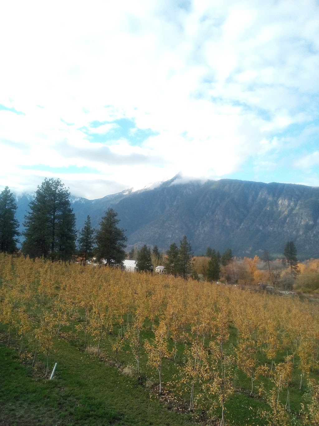 Liber Farm and Winery | 156 Sumac Rd, Cawston, BC V0X 1C0, Canada | Phone: (250) 499-5305