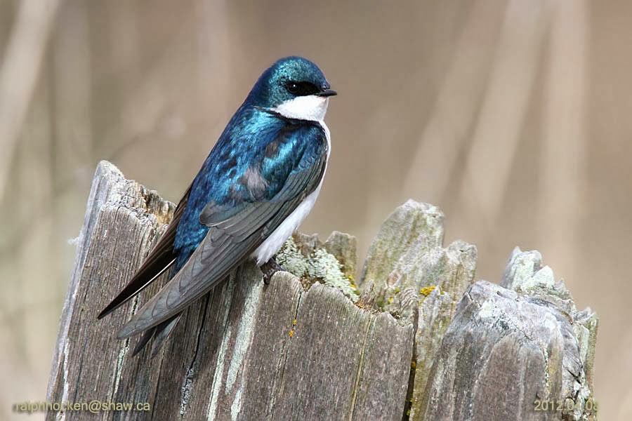 Backyard Wild Bird & Nature Store The | 6314 Metral Dr, Nanaimo, BC V9T 2L8, Canada | Phone: (250) 390-3669
