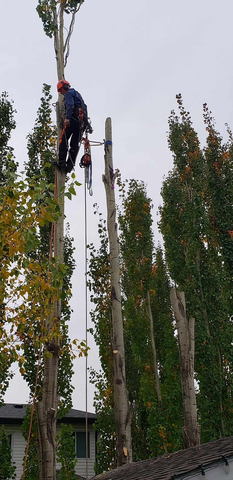 Branches Tree Care | Box 896, Bon Accord, AB T0A 0K0, Canada | Phone: (780) 721-9161
