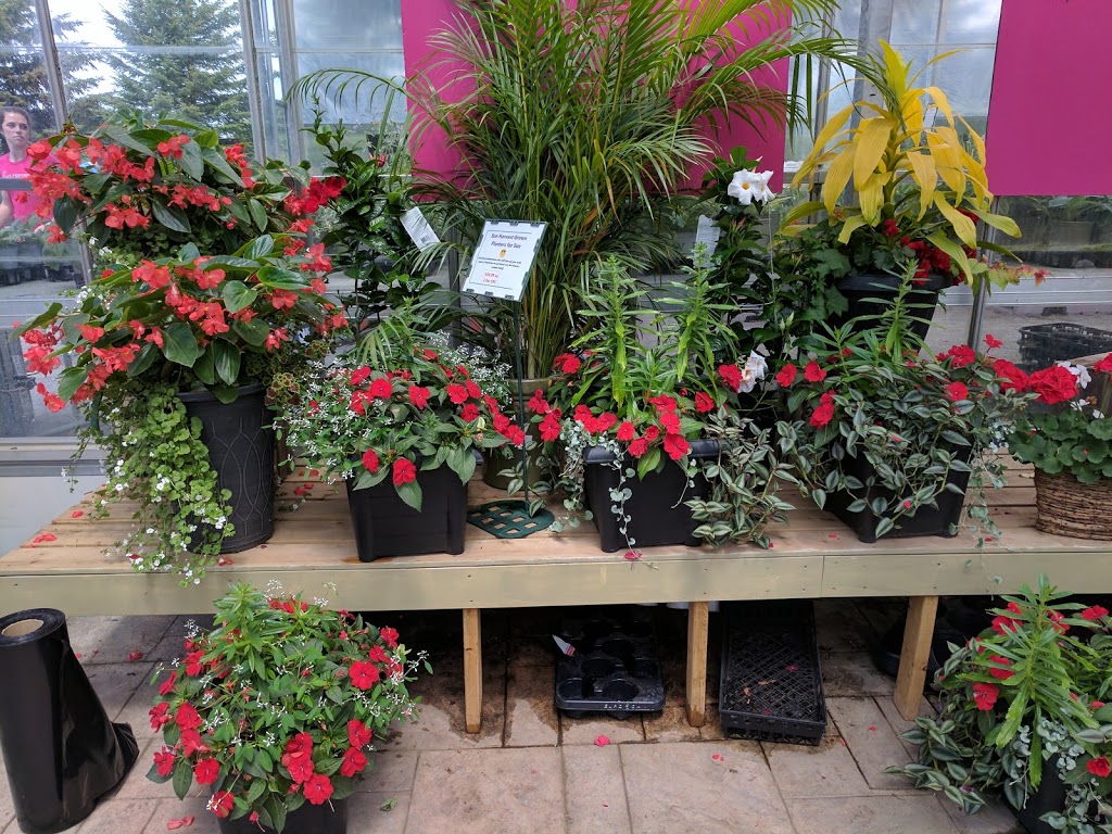 Sun Harvest Greenhouses | 2542 Perth Rd, Glenburnie, ON K0H 1S0, Canada | Phone: (613) 546-6541
