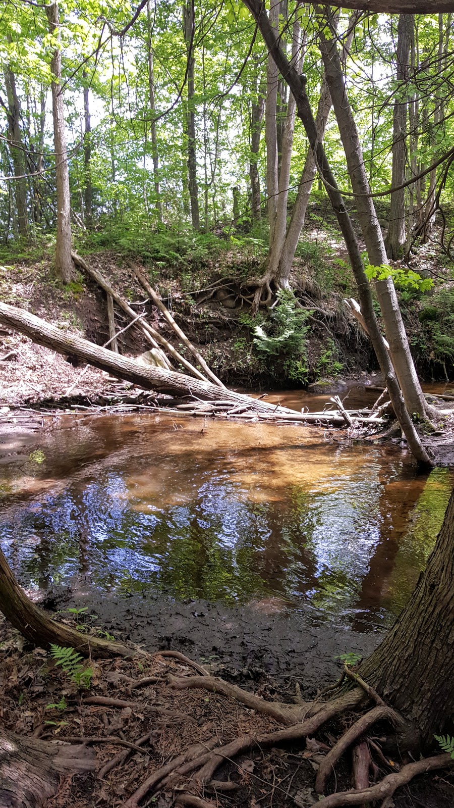 Scout Valley Loop Trail | Old Barrie Rd E, Orillia, ON L0K 2G0, Canada | Phone: (705) 726-9300