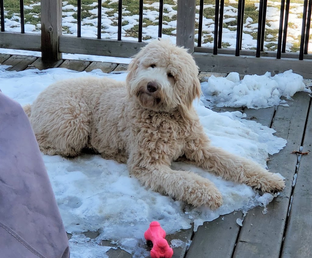 Happy Dance Dog Walking and Pet Sitting | 9848 Union Rd, Shedden, ON N0L 2E0, Canada | Phone: (226) 700-7209