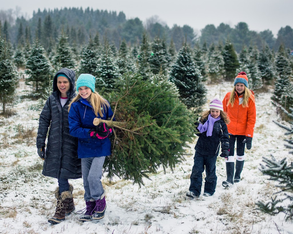Barretts Christmas Tree Farm | 3141 Williamson Rd, Cobourg, ON K9A 4J7, Canada | Phone: (905) 342-2622