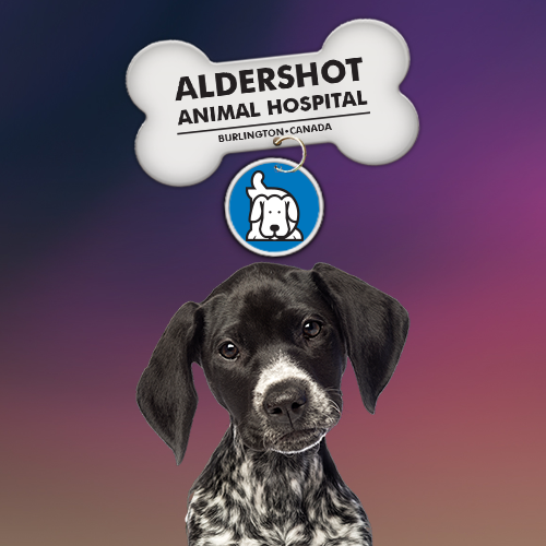 Aldershot Animal Hospital | 475 Enfield Rd, Burlington, ON L7T 2X5, Canada | Phone: (905) 632-2211