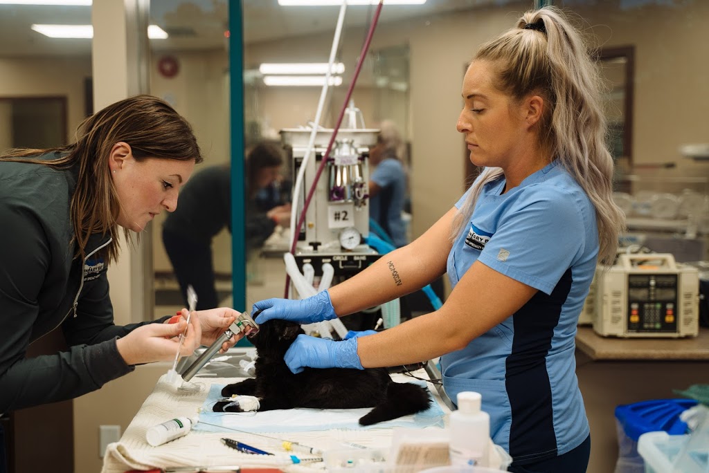Boundary Bay Veterinary Specialty Hospital | 20434 64 Ave #202, Langley City, BC V2Y 1N4, Canada | Phone: (604) 514-8383
