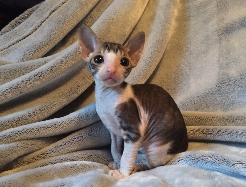 Rexpertise élevage de chats Cornish Rex de Cornouailles | 380 Rue Reynolds, Granby, QC J2G 5W5, Canada | Phone: (450) 991-2697