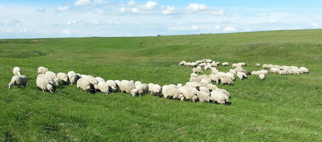 Anderson Family Sheep Ranch | 265041 Range Rd 274, ROCKY VIEW COUNTY, AB T4A 3J6, Canada | Phone: (403) 585-4887