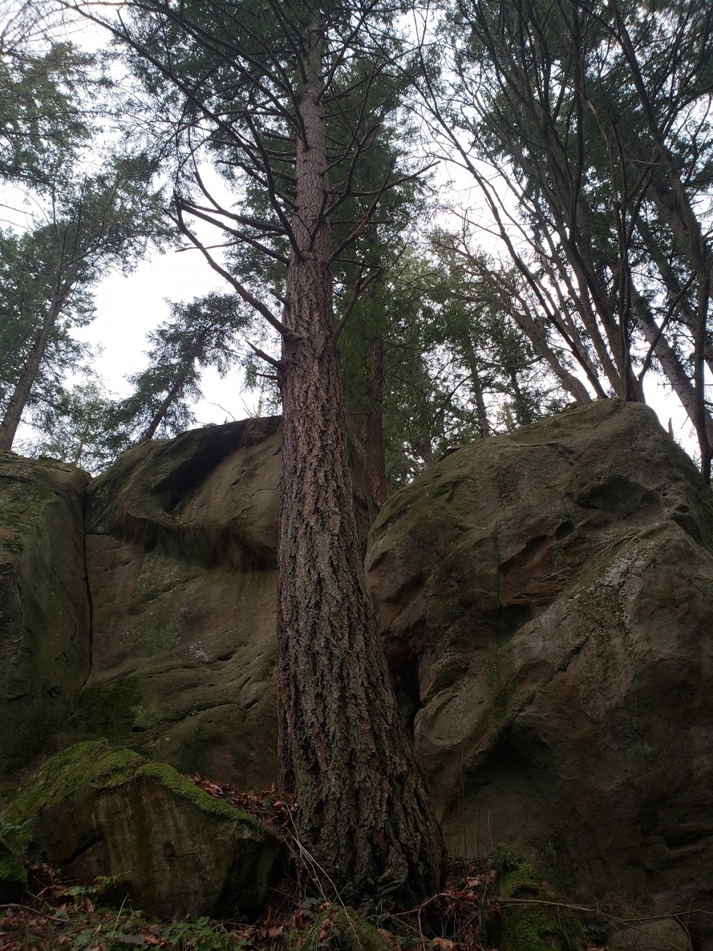 Arboretum Forest | Douglas Fir Trail, Bellingham, WA 98225, USA | Phone: (360) 778-7000