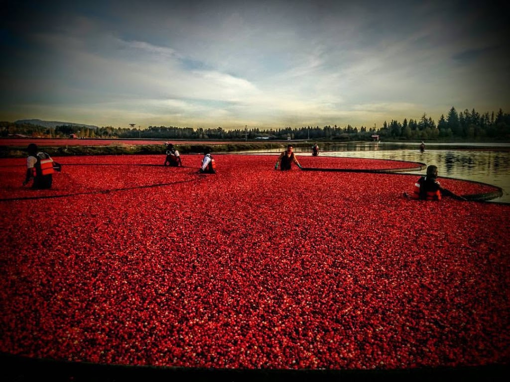Golden Eagle Group | 16351 Aquilini Ave, Pitt Meadows, BC V3Y 1Z1, Canada | Phone: (604) 465-7555