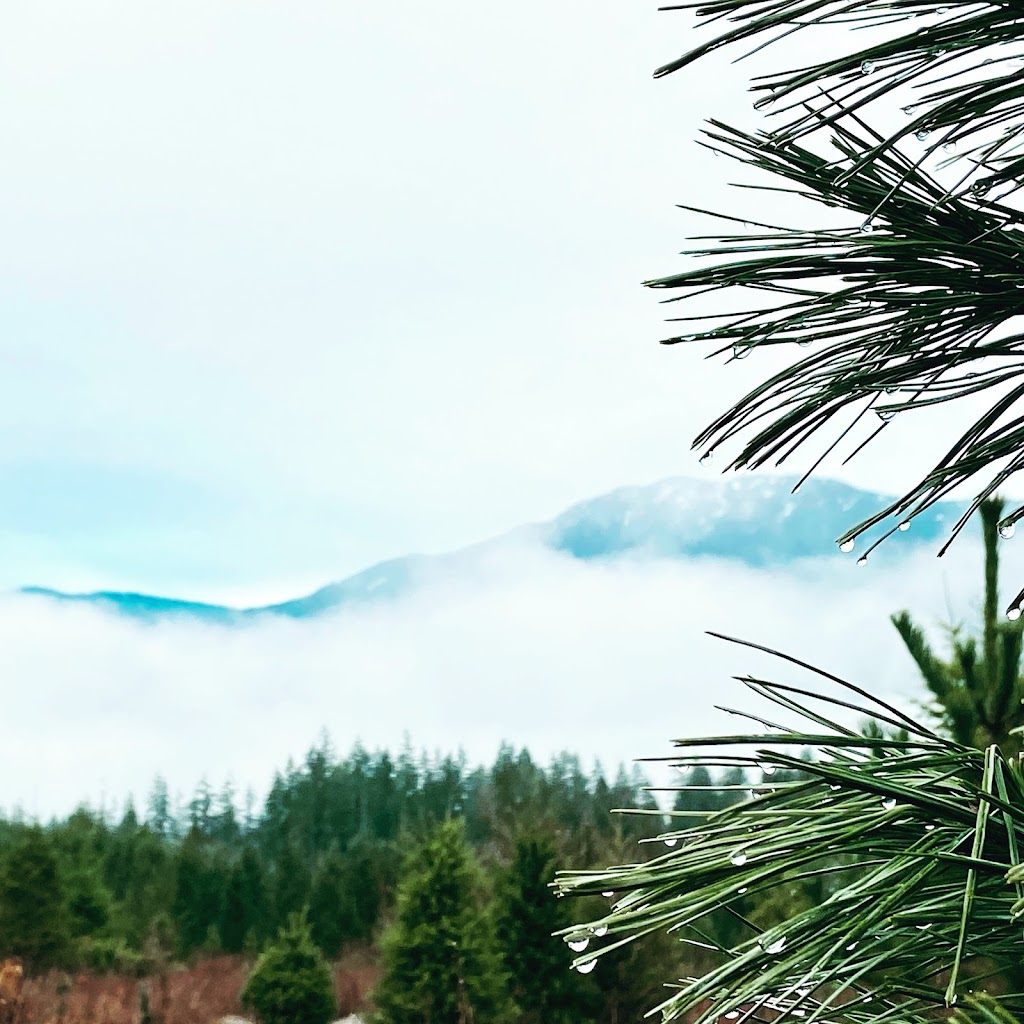 Alberni Christmas Trees | 7374 Airport Rd, Port Alberni, BC V9Y 8Y9, Canada | Phone: (403) 597-2269