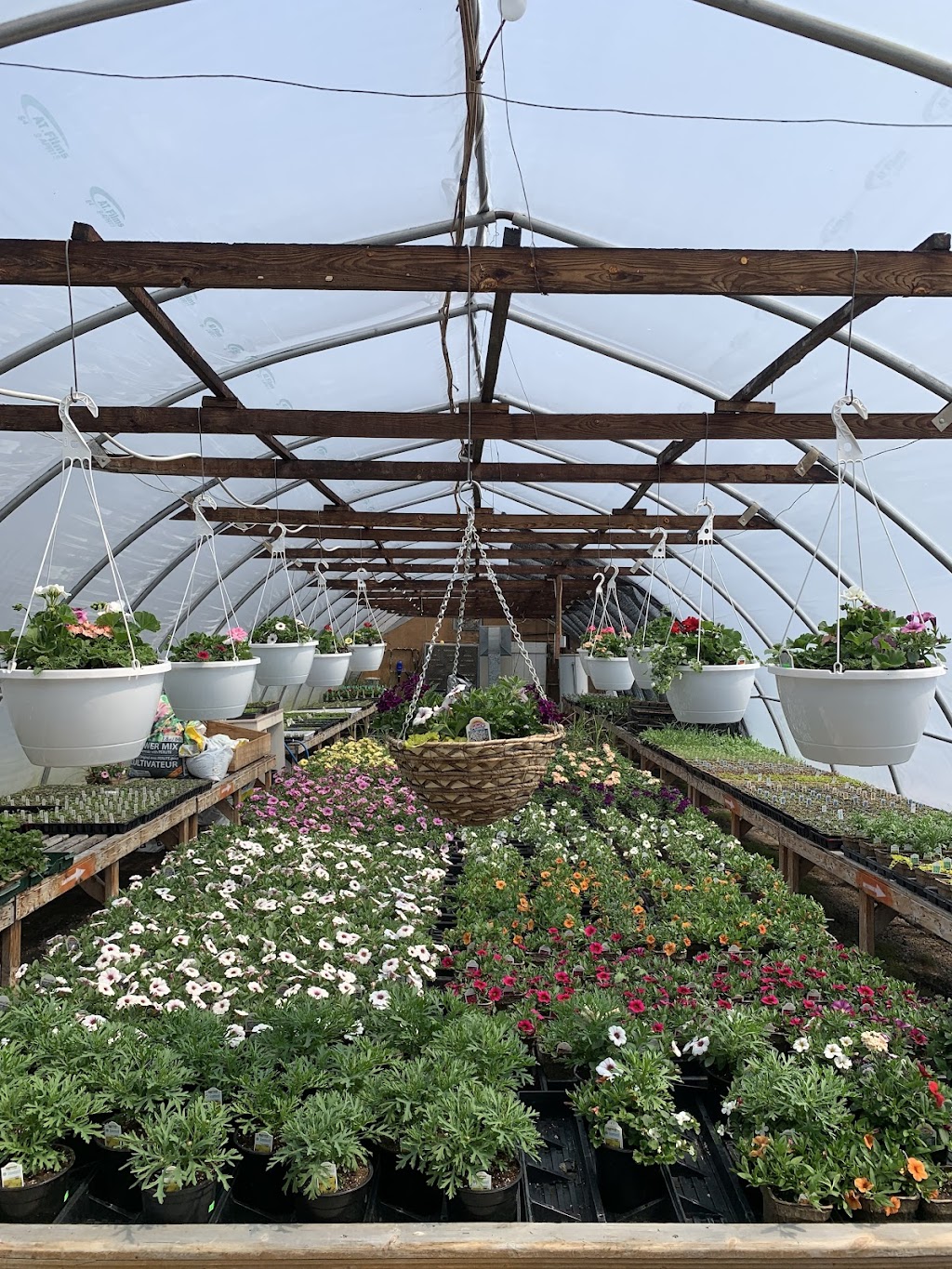 The Little Plant Nursery | 19 School Ln, Sackville, NB E4L 3J8, Canada | Phone: (506) 874-5982