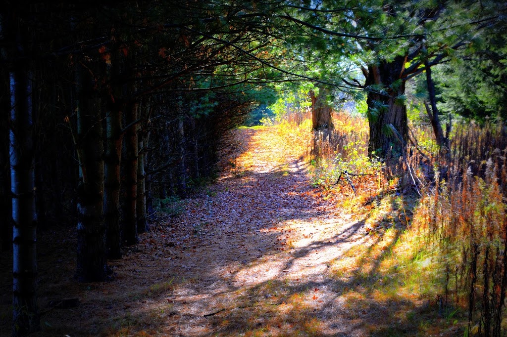 Goodwood Conservation Area | Cedar Valley, ON L0G 1E0, Canada