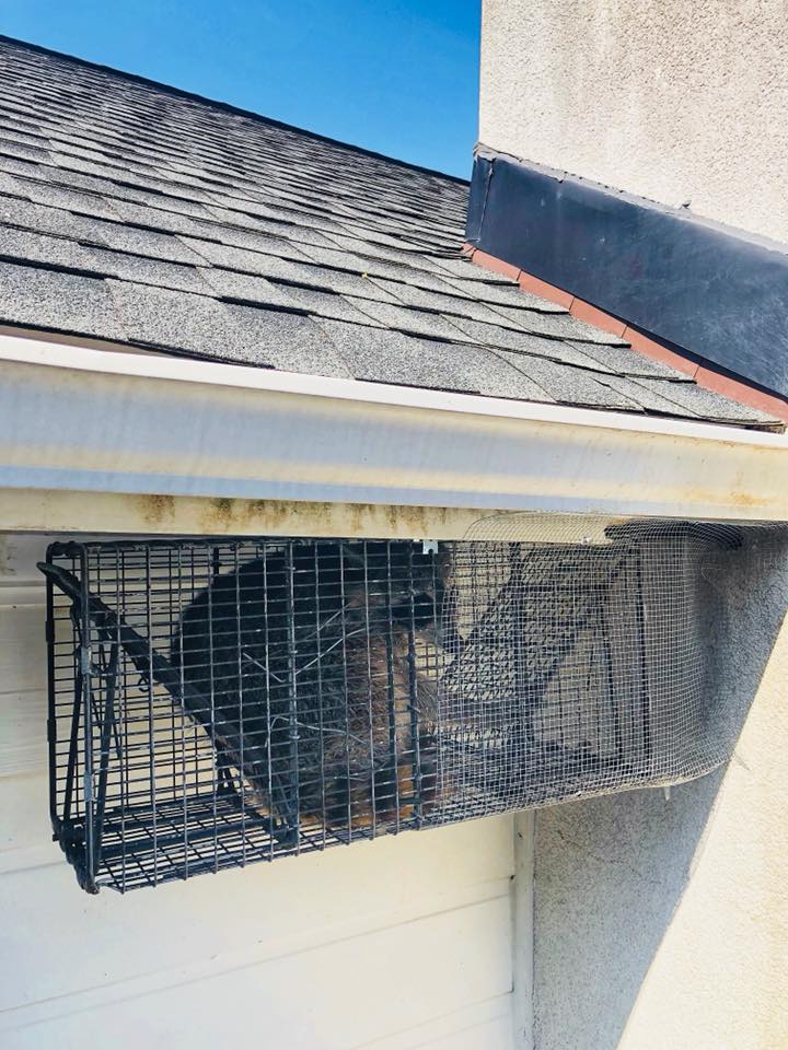 Toronto Animal Exterminator | 873 Jane St, York, ON M6N 4C4, Canada | Phone: (647) 670-0726