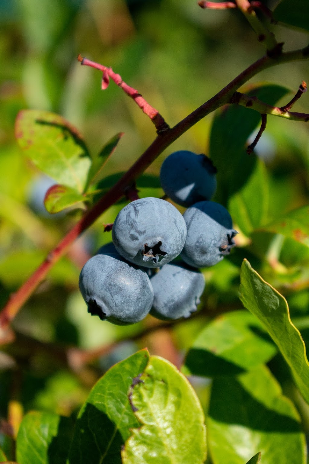 Blueberry Fields Forever (Duncan BC) | 5595 Jordans Ln, Duncan, BC V9L 6J1, Canada | Phone: (250) 715-0084