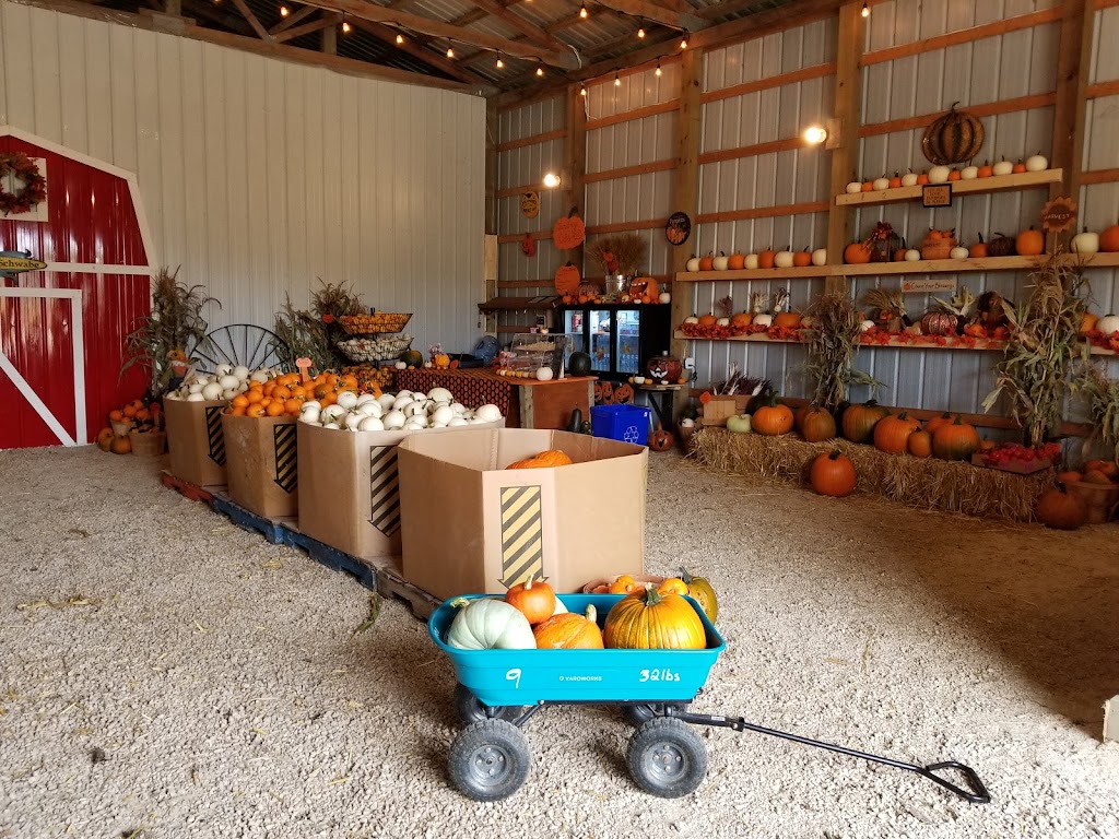 Schwabe Pumpkins | 1160 Meadowdale Rd, Saint Andrews, MB R1A 4H9, Canada | Phone: (204) 296-7215