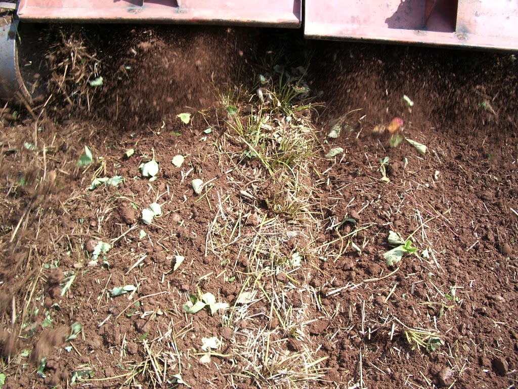 G W Allen Nursery Ltd | 7295 NS-221, Centreville, NS B0P 1J0, Canada | Phone: (902) 678-7519