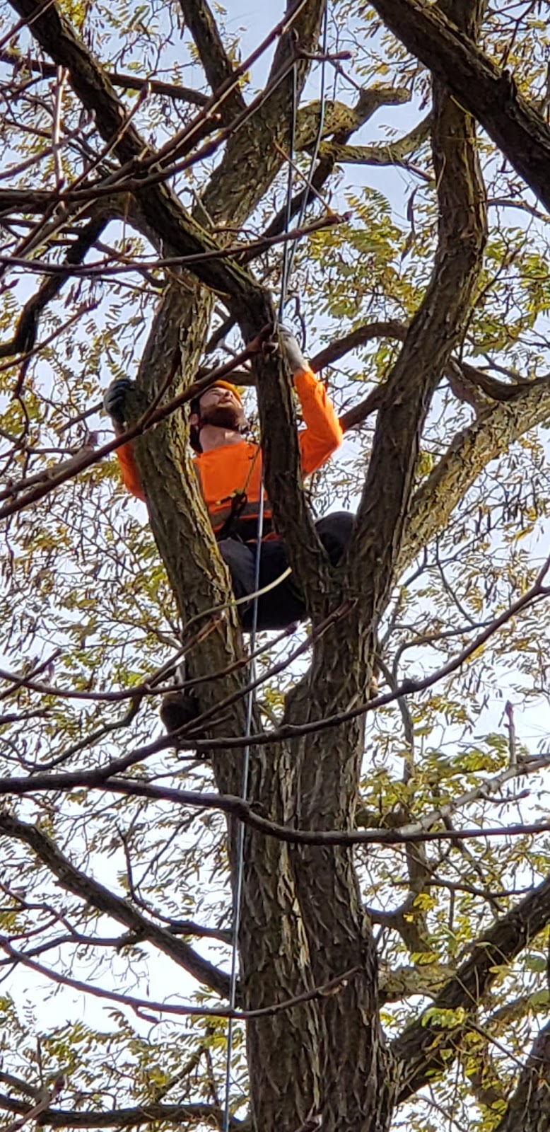 Shady Expert Tree Care | 17468 Warden Ave., Newmarket, ON L3Y 4W1, Canada | Phone: (905) 830-0081
