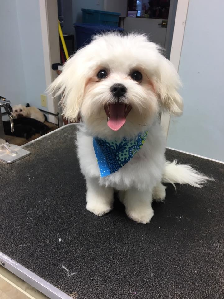 Joyful Tails Grooming Salon | 7475 Lantzville Rd, Lantzville, BC V0R 2H0, Canada | Phone: (250) 619-8115