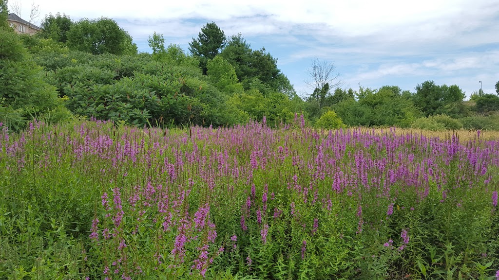 Saigeon Trail | Richmond Hill, ON L4E 4C2, Canada | Phone: (905) 771-8830