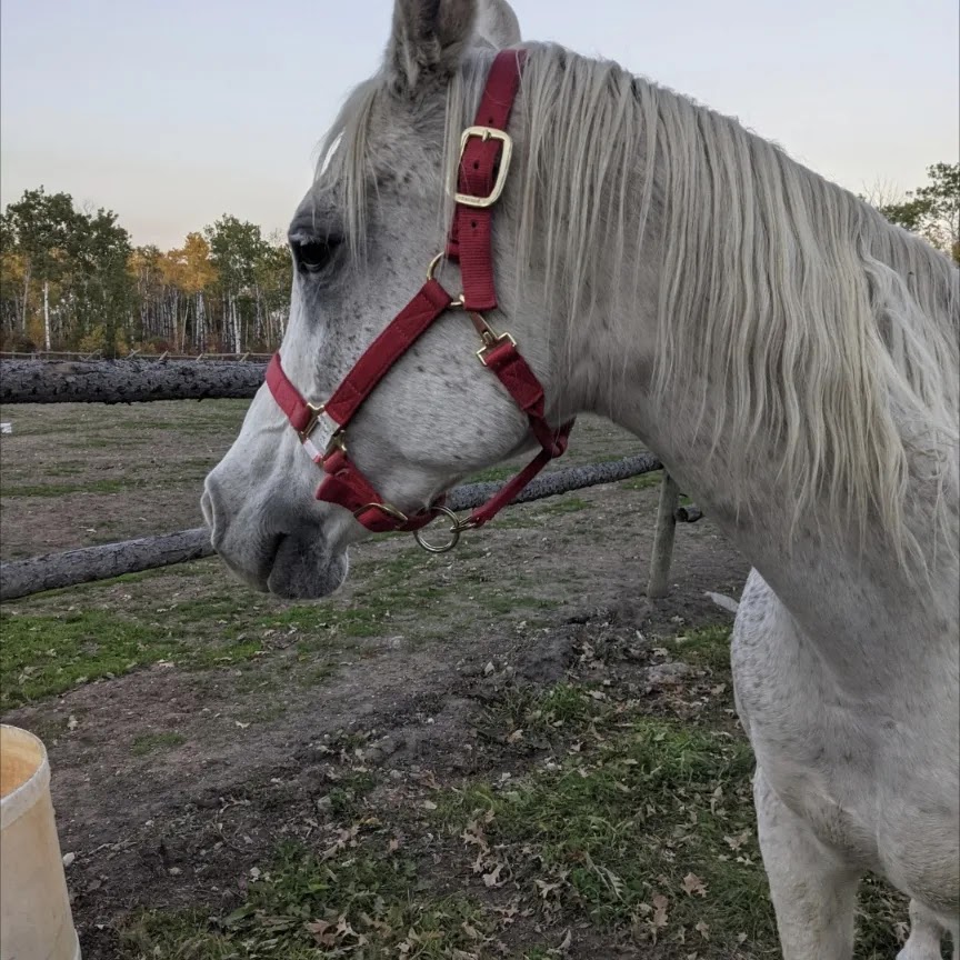 Ride like the Wind Equestrian and Wellness Center | 59119 Pleasant Rd, Anola, MB R5L 0E7, Canada | Phone: (204) 795-6084