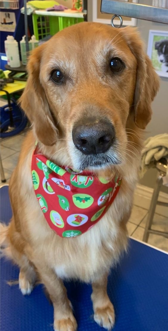 You Lucky Dog Grooming Studio | 4397 Colonel Talbot Rd, London, ON N6P 1B6, Canada | Phone: (519) 709-1687
