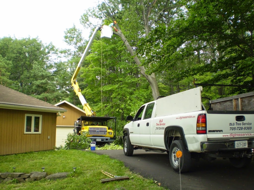 DLG Tree Service | 2886 Penetanguishene Rd, Springwater, ON L9X 1Z7, Canada | Phone: (705) 728-9369