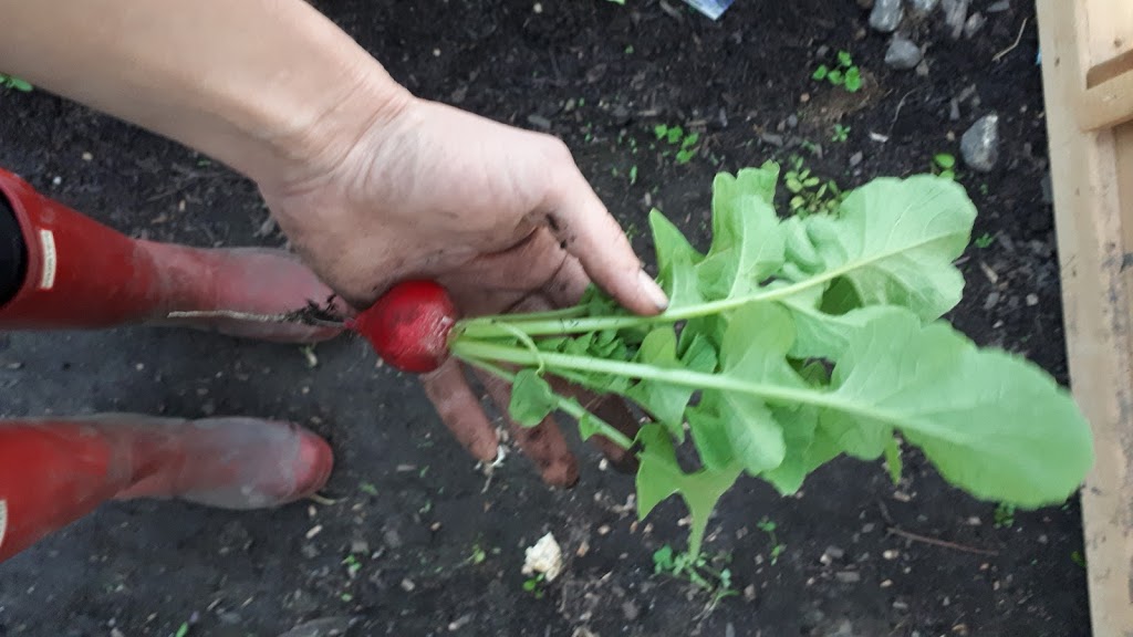 Red Boot Farmer | 539 Havelock St, Lucknow, ON N0G 2H0, Canada | Phone: (519) 955-5118