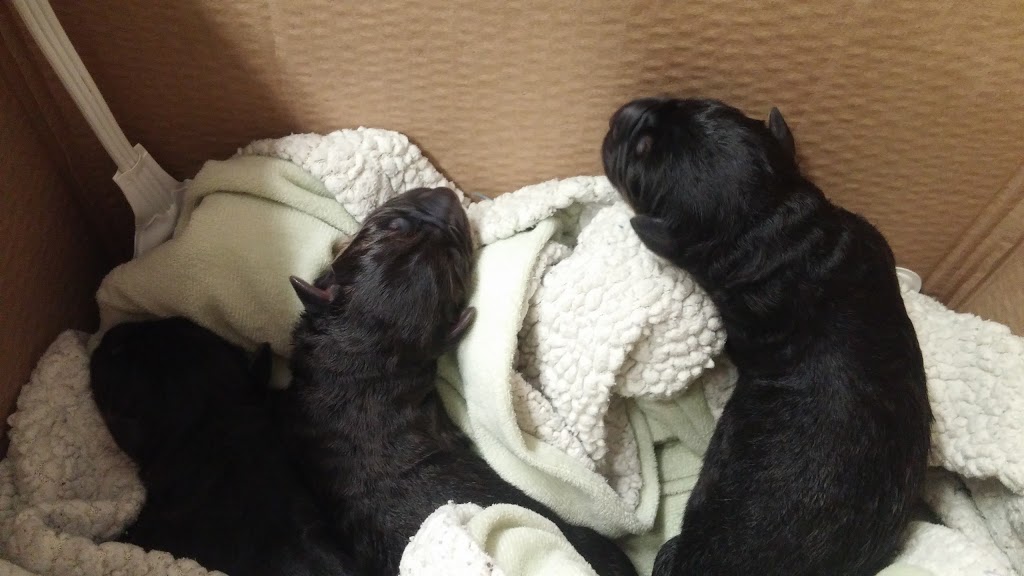 Dr. Eve Biron inc veterinary clinic. | 40 Rue Bégin, Drummondville, QC J2B 2T8, Canada | Phone: (819) 478-1838