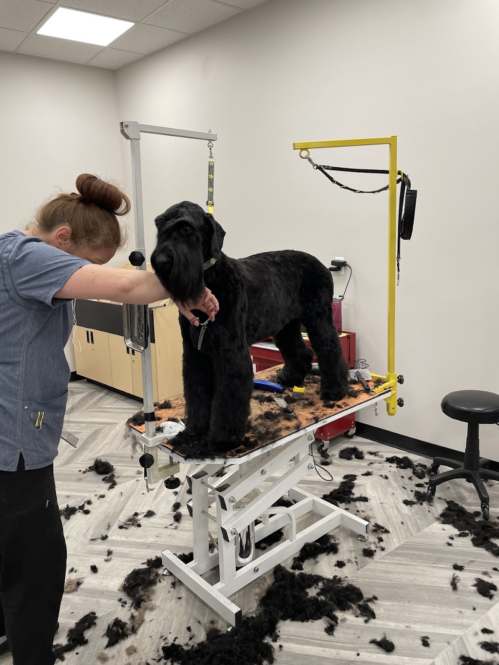 Dirty Dog Groomers | 255 Davison Dr #4, Red Deer, AB T4R 2H2, Canada | Phone: (587) 273-3877